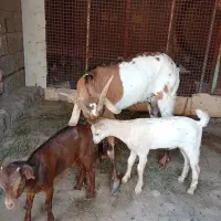 فروش کهره بادو بچه نر|حیوانات مزرعه|میناب, |دیوار