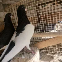 یک جفت خال تمام دم