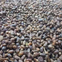 کارون کوت عبدلله کاتتکس