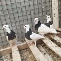 کبوتر طوقی|پرنده|کرمان, |دیوار