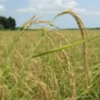 شلتوک درجه یک بذری،،تیلکی