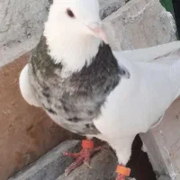 کبوترگرفته