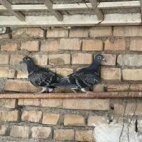 کبوتر|پرنده|کارون, |دیوار