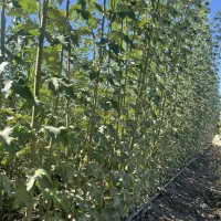 توزیع نهال سنوبر کبوده یکساله