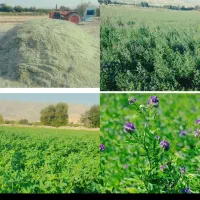 یونجه پرس|لوازم جانبی حیوانات|اهواز, اهواز|دیوار