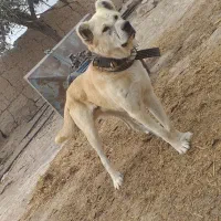 واگذاری سگ‌نگهبان|سگ|چناران, |دیوار