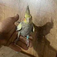 طوطی هلندی|پرنده|گلستان (تهران), |دیوار