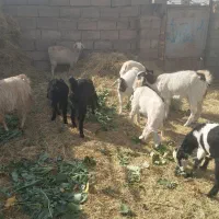 گوسفند برای فروش