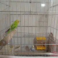 مرغ عشق جفت