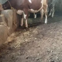 تلیسه مونت بیلیارد سنگین17روز ب زایمان جنس شیری