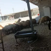 عرضه دام زنده و مرغ و خروس