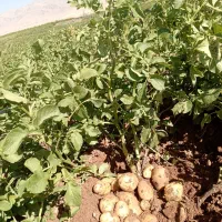 سیب زمینی بذری|حراج|چادگان, |دیوار