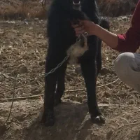 سگ قهدریجانی