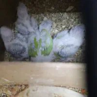 طوطی جوجه گریچیک|پرنده|بیرجند, |دیوار