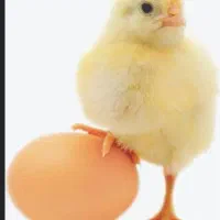 راس آمل