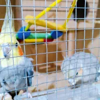 عروس هلندی سینامون با ((فنچ))|پرنده|اسلام‌شهر, بهرام آباد|دیوار