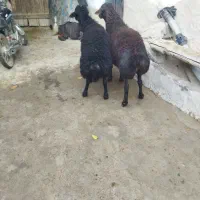 دو عدد قوچ قزل|حیوانات مزرعه|ماهنشان, |دیوار