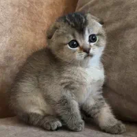 اسکاتیش گلد|گربه|اندیشه, اندیشه فاز ۱|دیوار