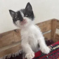 واگذاری فوری گربه|گربه|رشت, معلم|دیوار