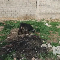 بز کهره دار