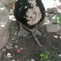 اردک اسرائیلی یک نر بایه ماده و دو جوجه