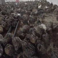 فروش بلدرچین بالغ|حیوانات مزرعه|برازجان, |دیوار