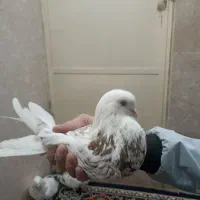 جم زنجانی