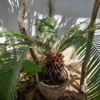 سیکاس|گل و گیاه طبیعی|رشت, دیانتی|دیوار