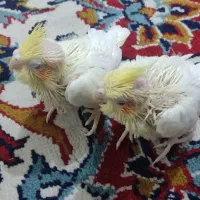 عروس هلندی