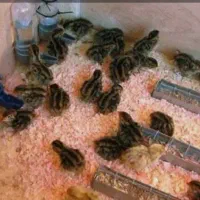جوجه بلدرچین 15 روزه و30 روزه