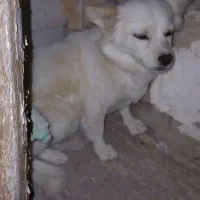 دوتا سگ پا کوتاه   فقط اون یکی   عکس نگرفتم