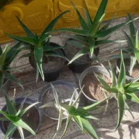 ۷عددگل فقط ۳۵۰هزار|گل و گیاه طبیعی|اسکو, |دیوار