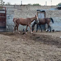 اسب|اسب و تجهیزات اسبسواری|بیضا, |دیوار