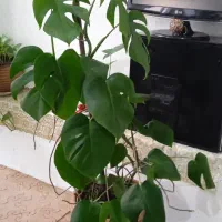 گیاهان آپارتمانی|گل و گیاه طبیعی|اردبیل, |دیوار