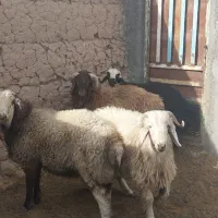 بره، سنگین|حیوانات مزرعه|میبد, |دیوار