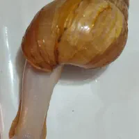 فروش حلزون آچاتینا|خزنده|شهرضا, |دیوار