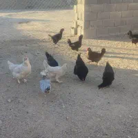 مرغ تخم گذار