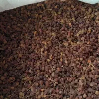 کشمش عسگری اعلا