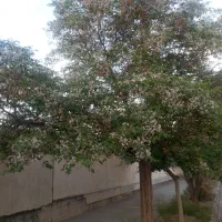 اجاره مغازه