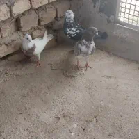 کبوتر طوقی