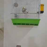 عروس هلندی ماده