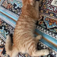 گربه|گربه|تالش, هشتپر|دیوار