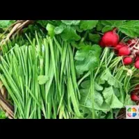 سبزی خوردنی عمده خورده