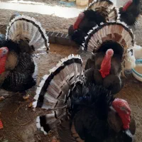 بوقلمون محلی وقو|حیوانات مزرعه|قزوین, |دیوار