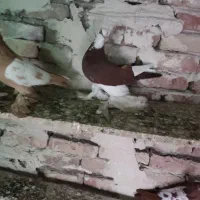 کبوتر الوان|پرنده|تبریز, |دیوار