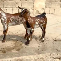 خال قشنگ|حیوانات مزرعه|کامیاران, |دیوار