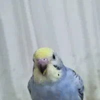 مرغ عشق|پرنده|رشت, پسیخان|دیوار