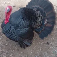 گوشت بوقلمون نر و ماده