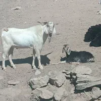 یک عدد بز نر فروش ،معاوضه