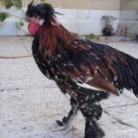 خروس چی کاکلی